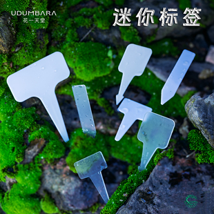 透明多肉标签插牌T型园艺工具植物花卉种植播种育苗塑料标记识牌