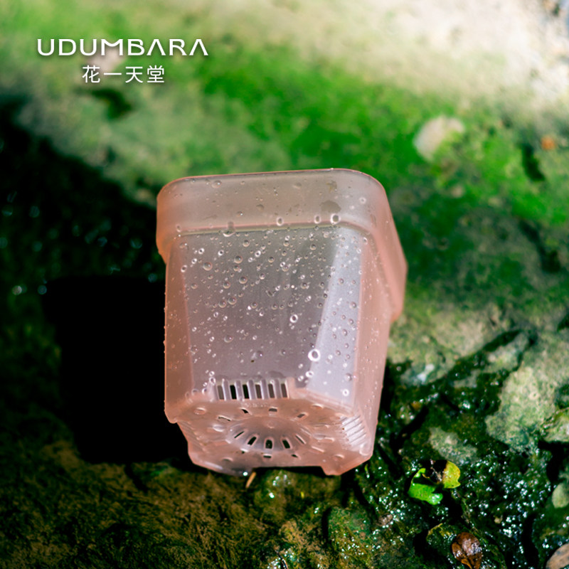 花一天堂半透粉特厚多肉塑料矮方花盆特小号阳台控养育苗播种透气,鲜花速递/花卉仿真/绿植园艺,花盆,淘宝优惠券,粉丝福利购,淘宝优惠卷