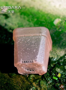 花一天堂半透粉特厚多肉塑料矮方花盆特小号阳台控养育苗播种透气