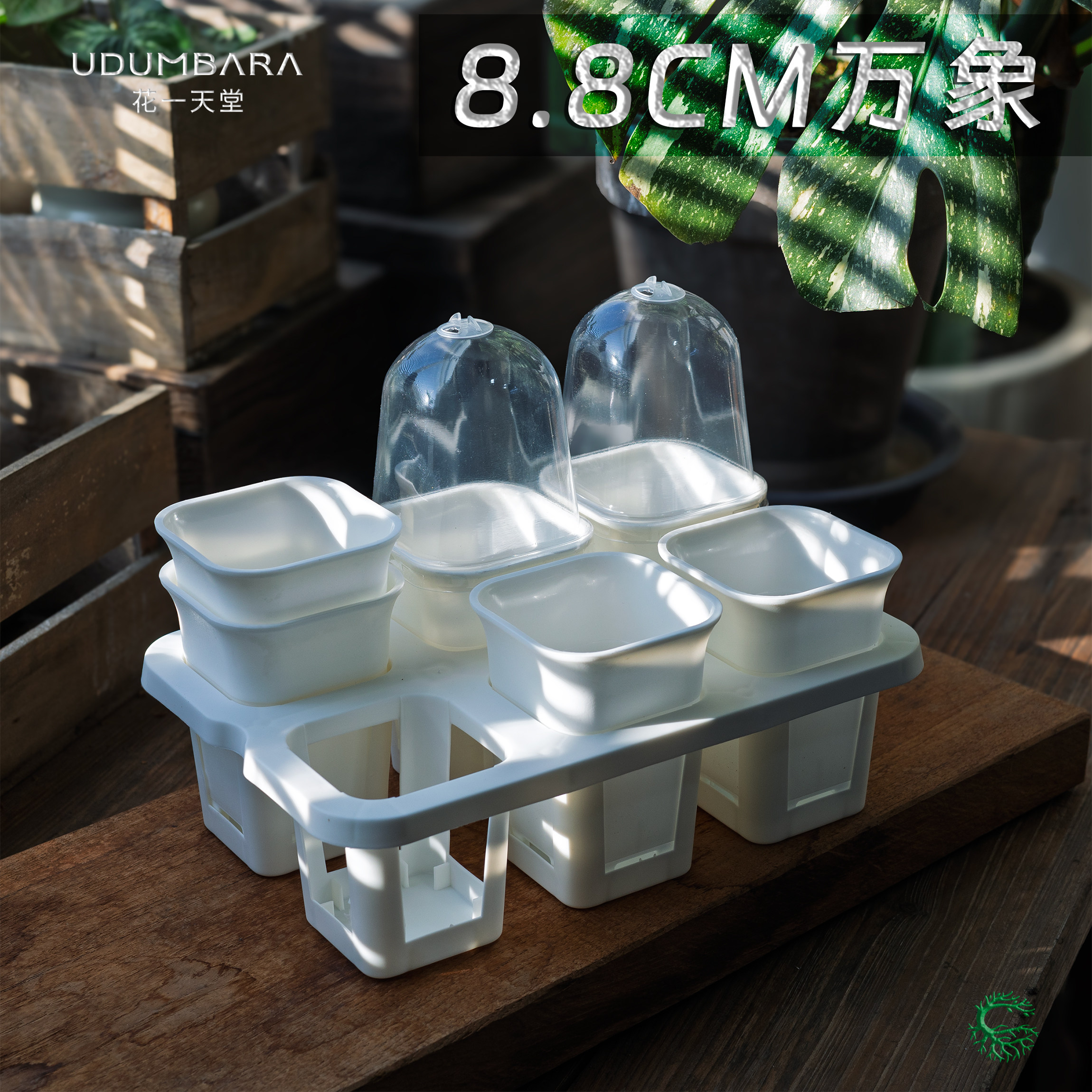 花一天堂万象盆6格托架闷养组合图片