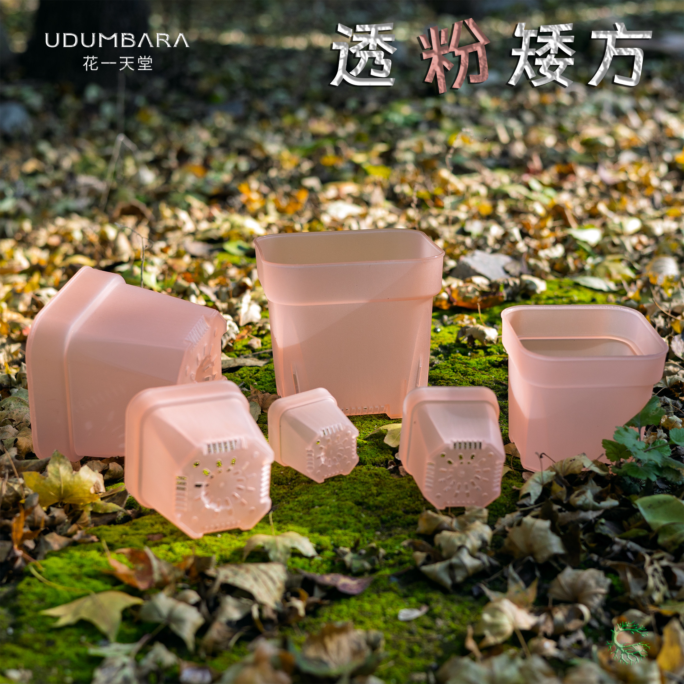 花一天堂透粉加厚矮方多肉花盆图片