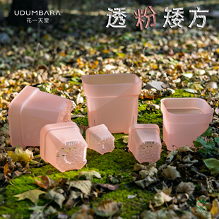 花一天堂调色透粉高品特厚矮方多肉塑料花盆迷你大口径花卉绿植盆