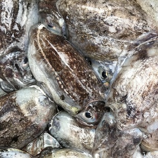 冻墨鱼3斤装海鱼新鲜水产三门小海鲜海鱼产地直发