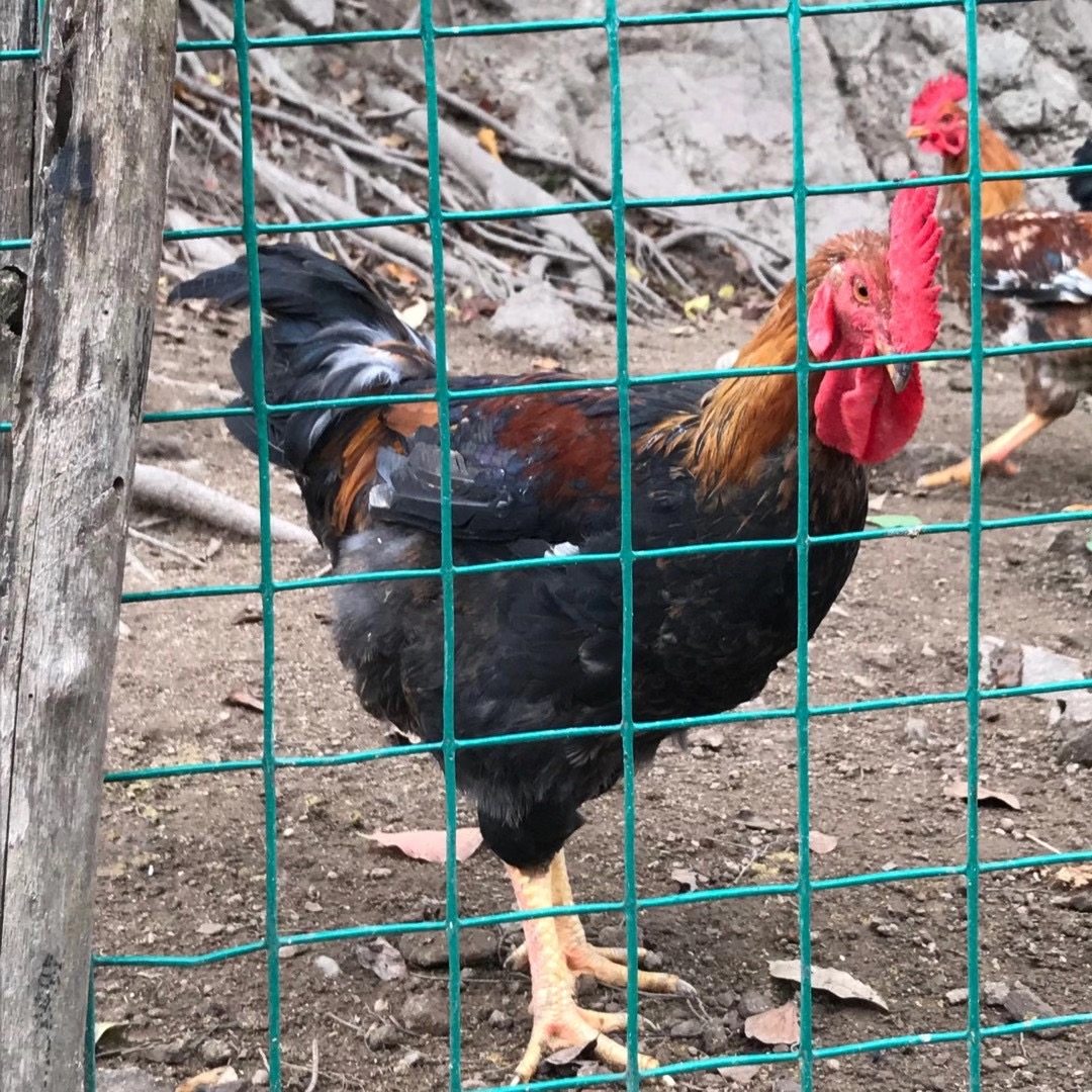 凤凰山鸡土鸡乌鸡食用肉鸡好吃的鸡,水产肉类/新鲜蔬果/熟食,整鸡/整鸡制品,淘宝优惠券,粉丝福利购,淘宝优惠卷