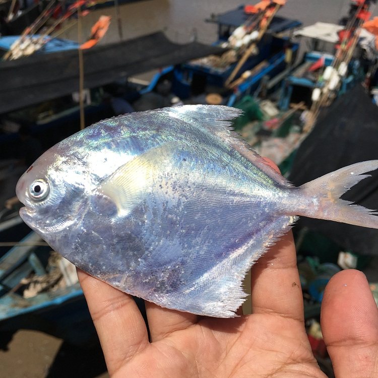 冰鲜流网白鲳鱼3斤装全鳞银鲳扁鱼海捕平鱼镜鱼新鲜水产海鲜