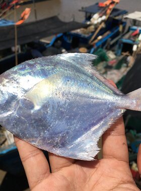 白鲳鱼新鲜海鲜海捕东海食用