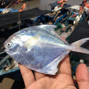 冰鲜流网白鲳鱼3斤装银鲳扁鱼海捕平鱼镜鱼新鲜