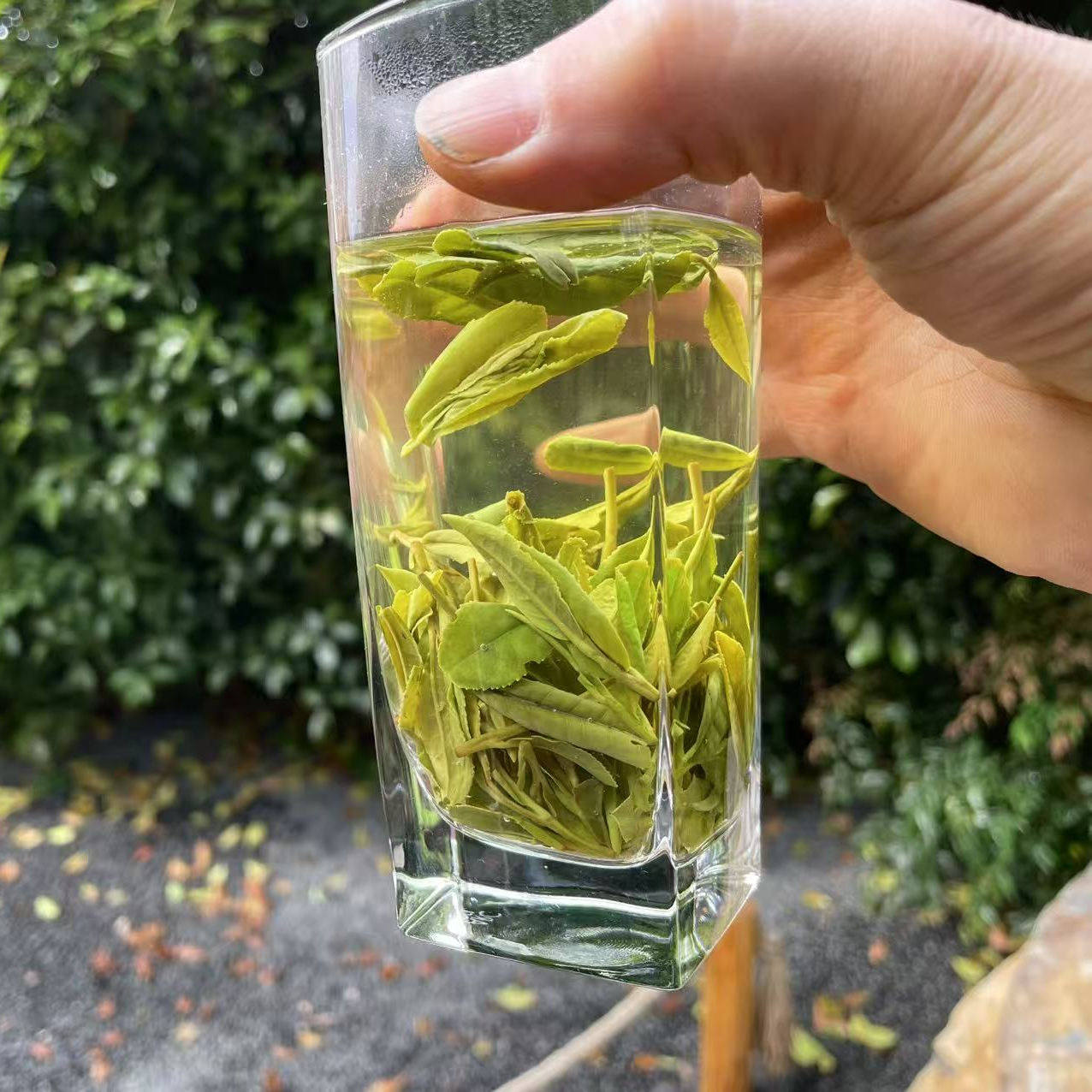Q4  2026年新茶叶  雨前一级绿茶 龙井茶 250克 西白山茶园定制款