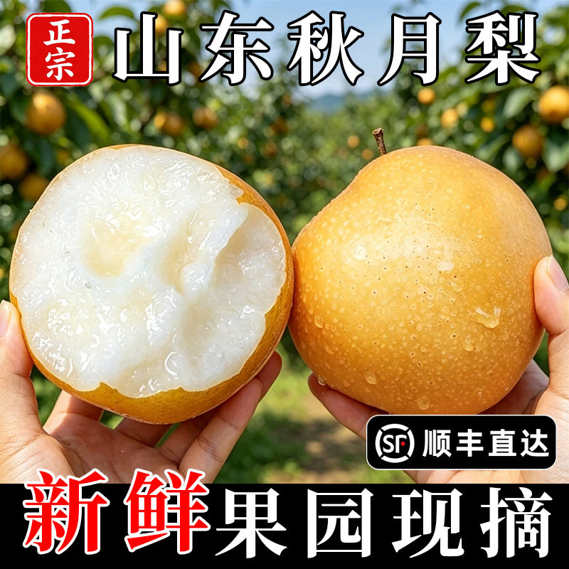 正宗秋月梨山东莱阳当季现摘新鲜水果羊脂梨冰糖梨礼盒装顺丰包邮