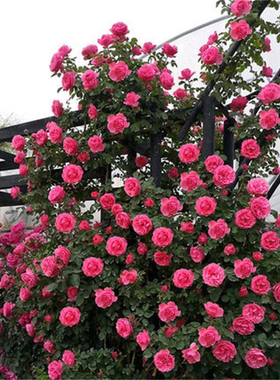 粉色达芬奇藤本月季花苗阳台庭院爬藤蔷薇中等花玫瑰花卉植物