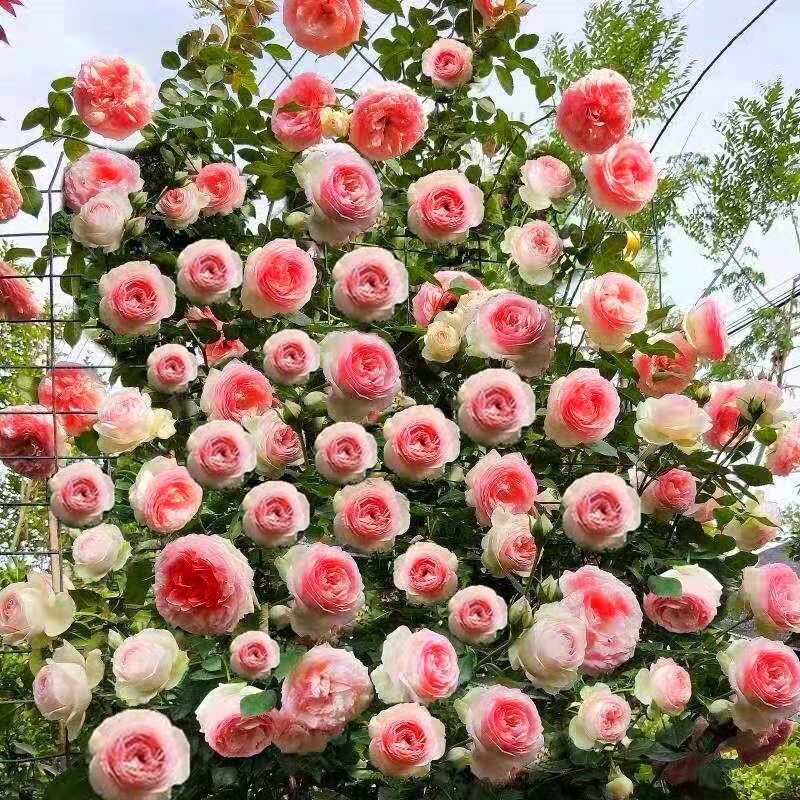 爬藤蔷薇花苗粉色龙沙宝石藤本月季大花浓香四季庭院爬墙植物粉龙