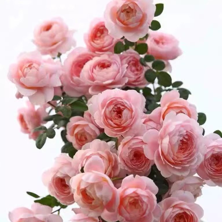 瑞典女王月季花苗盆栽蔷薇爬藤四季开花卉庭院墙微花树苗浓香玫瑰,鲜花速递/花卉仿真/绿植园艺,月季/蔷薇/玫瑰,淘宝优惠券,粉丝福利购,淘宝优惠卷