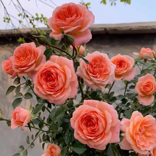 甜梦藤本月季蔷薇花苗
