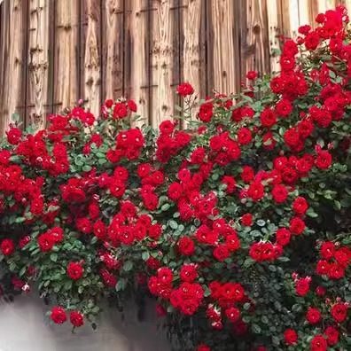 小女孩藤本月季爬藤花卉阳台庭院绿植四季开花盆栽蔷薇玫瑰花树苗 - 封面