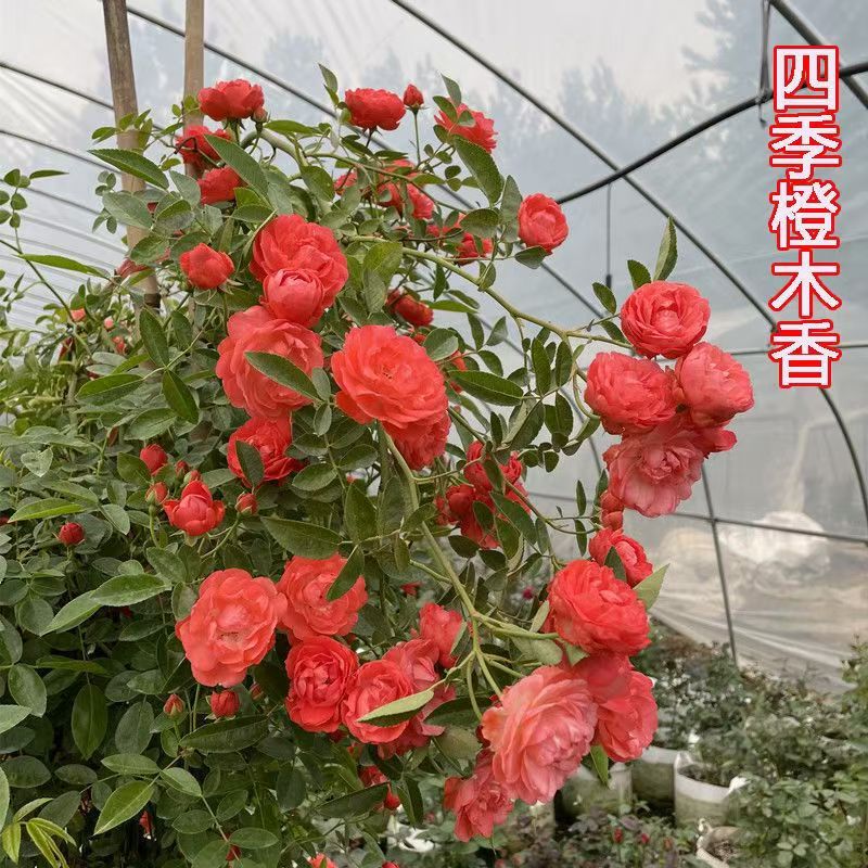 新品，橙色木香花，四季循环开花，耐寒耐旱，南北都可以种