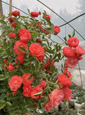 新品，橙色木香花，四季循环开花，耐寒耐旱，南北都可以种