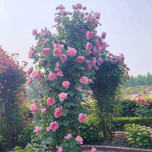 新手练手高度80-1米当年开花的大型爬藤月季，多品种选择