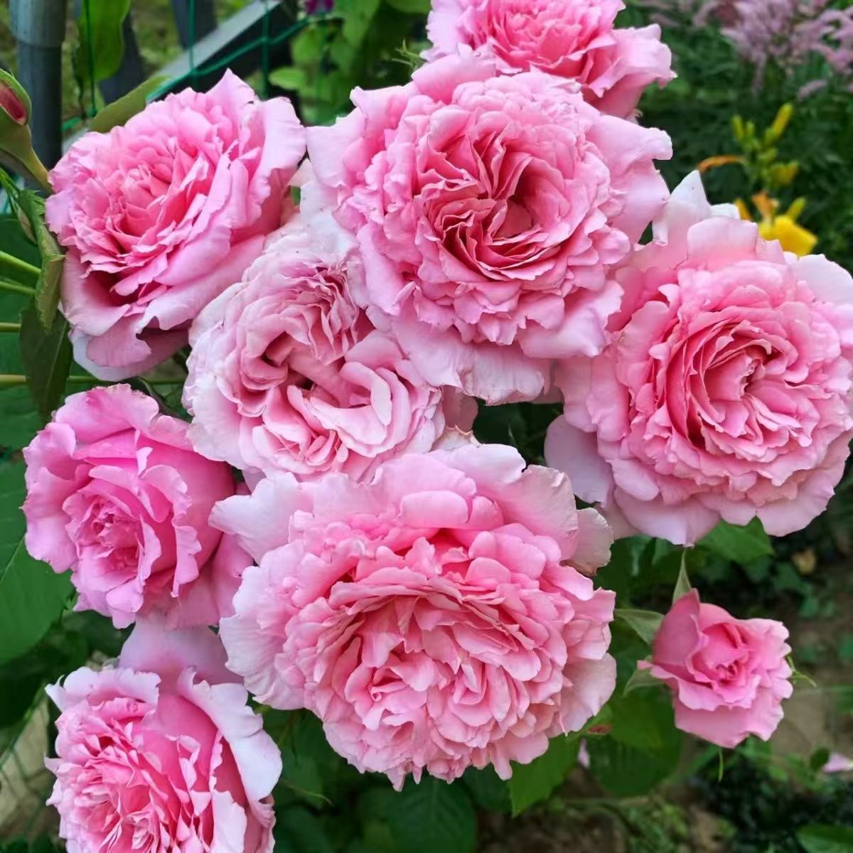 欢迎德尔伯特藤本月季四季开花浓香型大花粉色欧月花卉盆载绿植