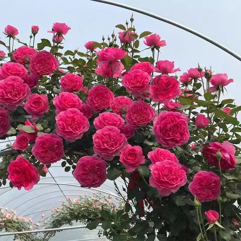 大游行藤本月季花大苗阳台庭院拱门爬藤蔷薇花苗玫瑰花卉大花四季,鲜花速递/花卉仿真/绿植园艺,月季/蔷薇/玫瑰,淘宝优惠券,粉丝福利购,淘宝优惠卷