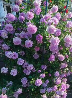 蓝色阴雨多季开花蓝紫色垂钓花墙多分枝条庭院地栽室外盆栽特大苗