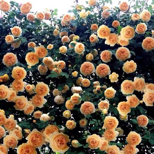 玛格丽特王妃藤本月季花苗爬藤蔷
