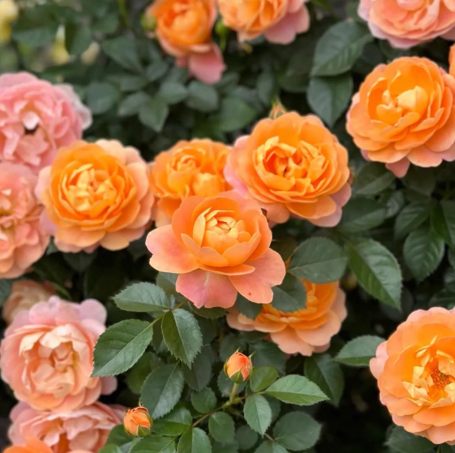 超新品果汁阳台月季，爬藤月季，庭院围栏装饰