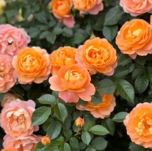 超新品果汁阳台月季，爬藤月季，庭院围栏装饰