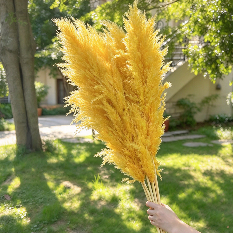 网红大蒲苇干花花束黄色大芦苇永生花超大蓬松婚庆拍摄道具落地花