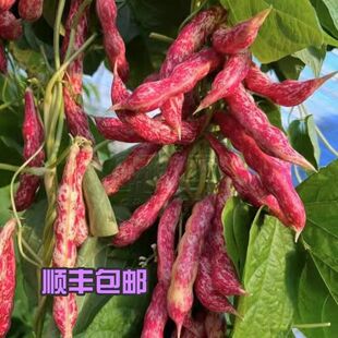 豆新鲜现摘现发 产地直发东北红金钩豆角油豆角四季