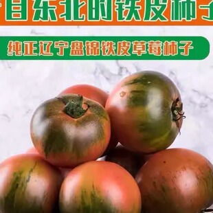 正宗盘锦铁皮草莓柿子自然熟绿腚西红柿大连新鲜碱地番茄顺丰 包邮