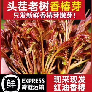 红油香椿新鲜 正宗露天头茬香椿芽新鲜现摘嫩芽农家蔬菜香9当季