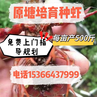 小龙虾苗种虾抱卵青虾活体虾淡水养殖龙虾苗优质苗种种虾苗种龙虾