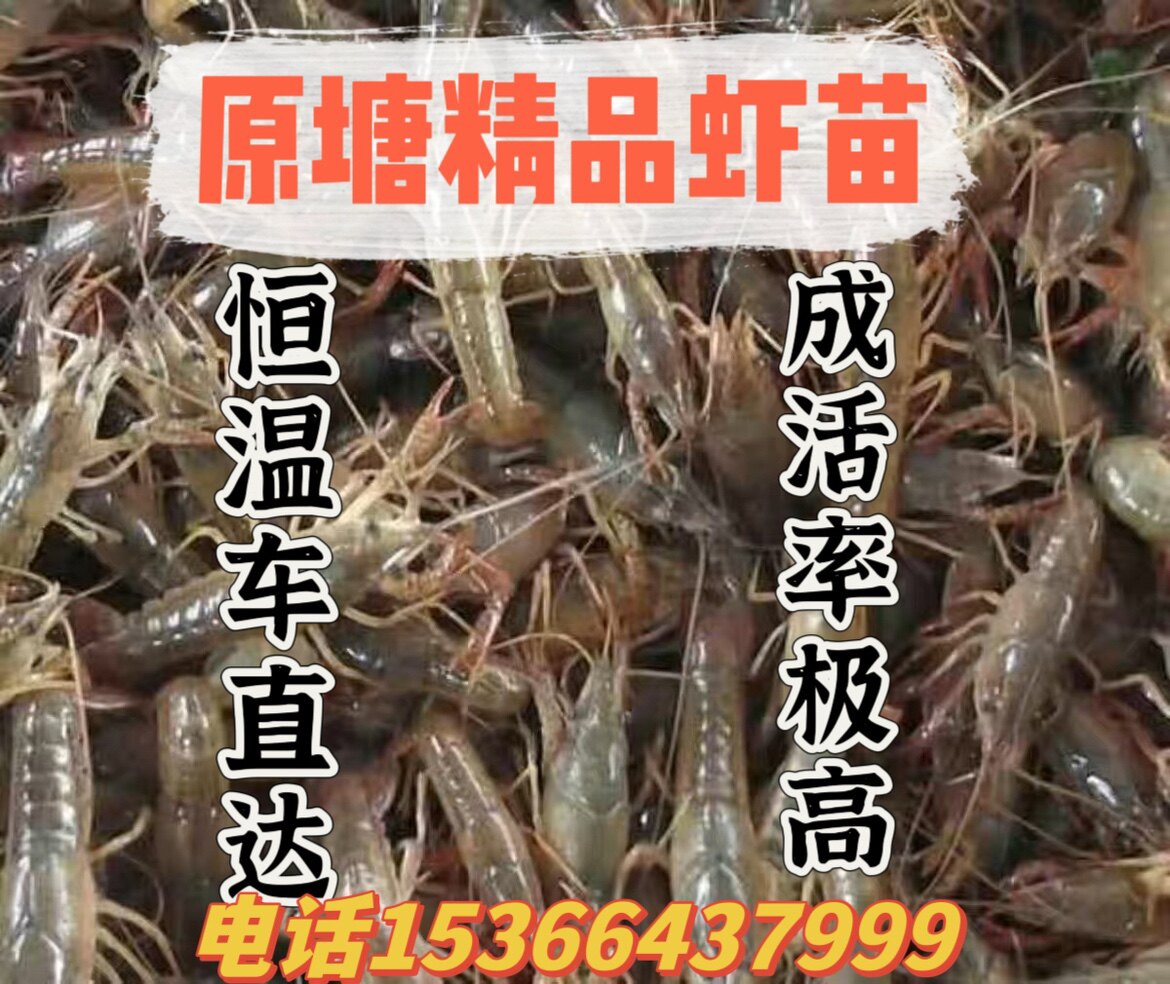 小龙虾苗种虾抱卵青虾活体虾淡水虾