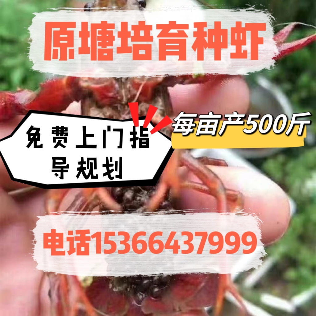 小龙虾苗种虾抱卵青虾活体虾淡水龙虾苗优质幼苗培育基地活虾