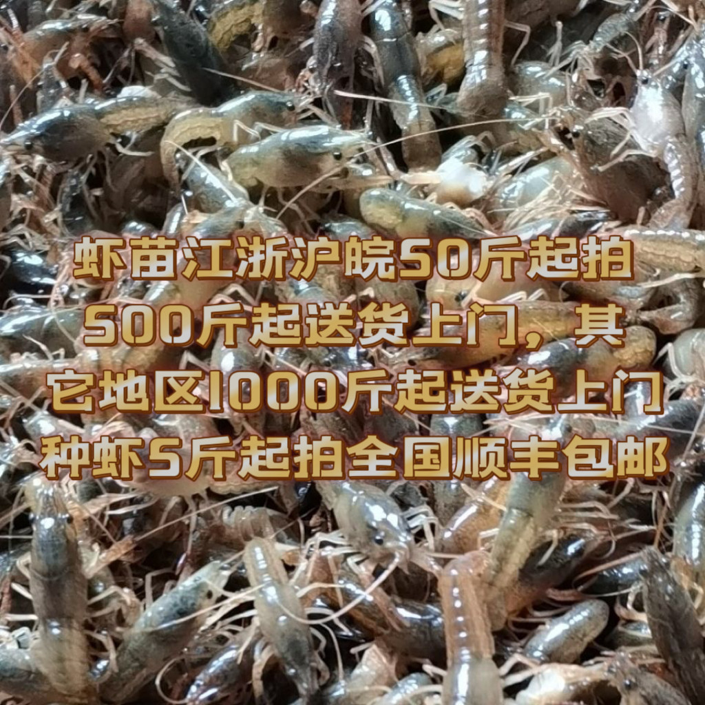 小龙虾苗种虾抱卵青虾活体虾淡水活虾