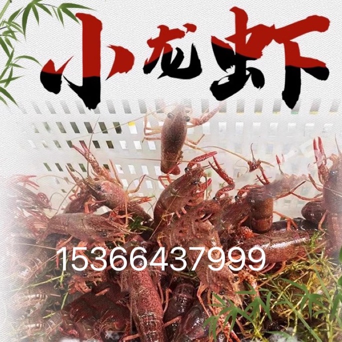 小龙虾苗种虾抱卵青虾活体虾淡水龙虾苗优质幼苗培育基地活虾