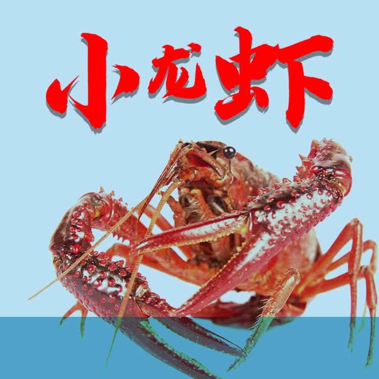 小龙虾苗种虾抱卵青虾活体虾淡水活虾