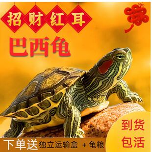 网红小宠物巴西龟小乌龟巴西龟幼龟长寿观赏乌龟招财小草龟