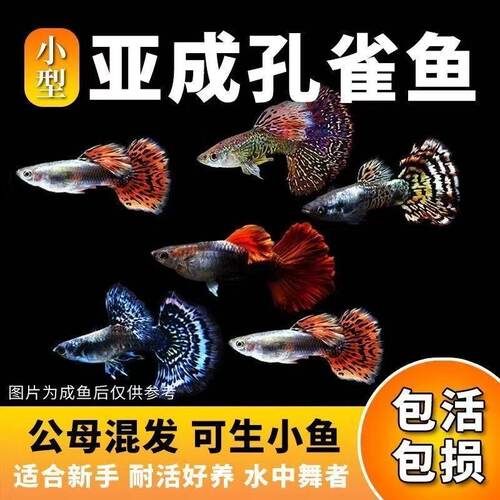 小型杂袍孔雀鱼福建公母混发