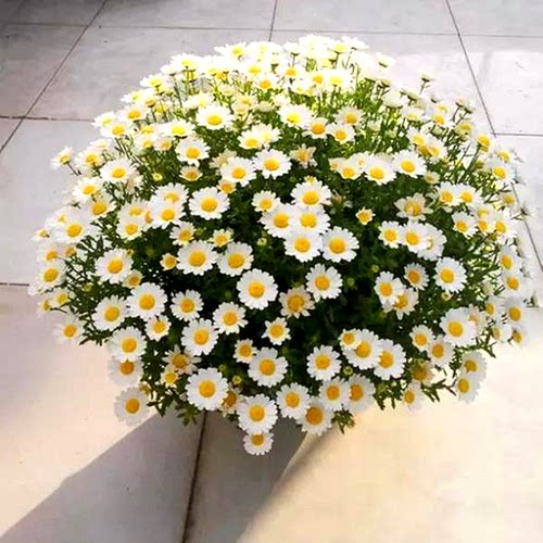 白菊种子价格 白菊种子图片 星期三
