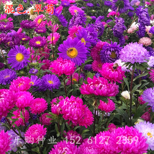 翠菊种子八月菊草花种子蓝粉黄翠菊园林景观绿化花卉花海种子包邮