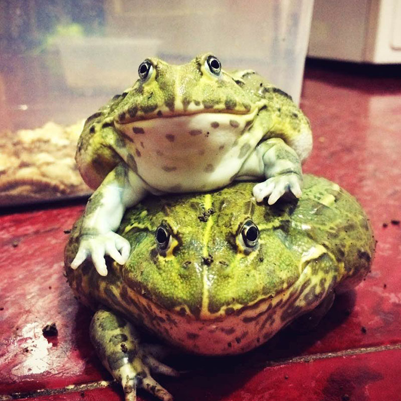 活体青蛙非洲牛蛙非洲牛头箱蛙观赏蛙大型宠物蛙竖纹非牛小型异宠,宠物/宠物食品及用品,特色爬宠/鸣虫,淘宝优惠券,粉丝福利购,淘宝优惠卷