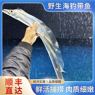 条 7两 到手3.5斤 宁波舟山东海海钓带鱼新鲜小眼睛