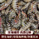 舟山海鲜九节虾基围虾大虾鲜活海捕海虾斑节虾竹节虾黑虎虾鲜虾