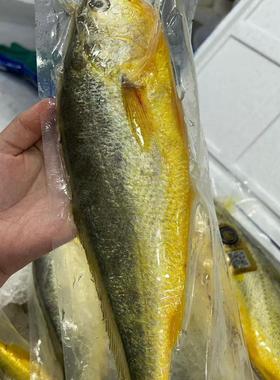 宁波海鲜国信野游精品黄鱼