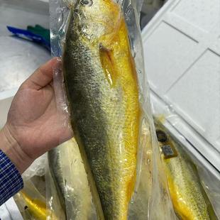 宁波海鲜国信野游精品黄鱼