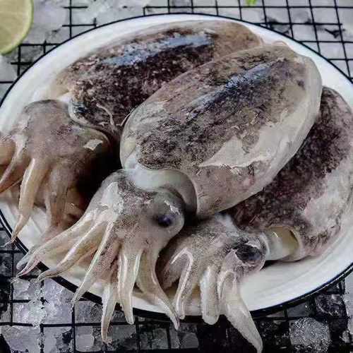 大墨鱼深海捕捞鲜活速冻