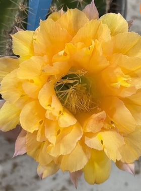 248黄色系列HY721彩草HY471仙人球19一物一拍HY308