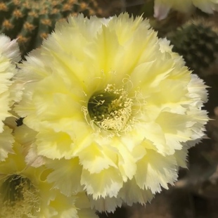 梦幻107 彩草仙人球包对版 金戈101 梨花洛 CC225 锦鲤