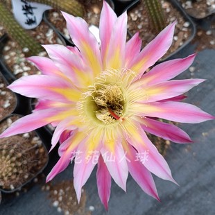 幽灵百合 彩草仙人球 大花带香味 复色花色漂亮大规格包对版多肉